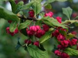 Euonymus europaeus. Часть веточки с созревающими и раскрывшимися плодами. Московская обл., Раменский р-н, окр. дер. Хрипань, садовый участок. 11.09.2011.