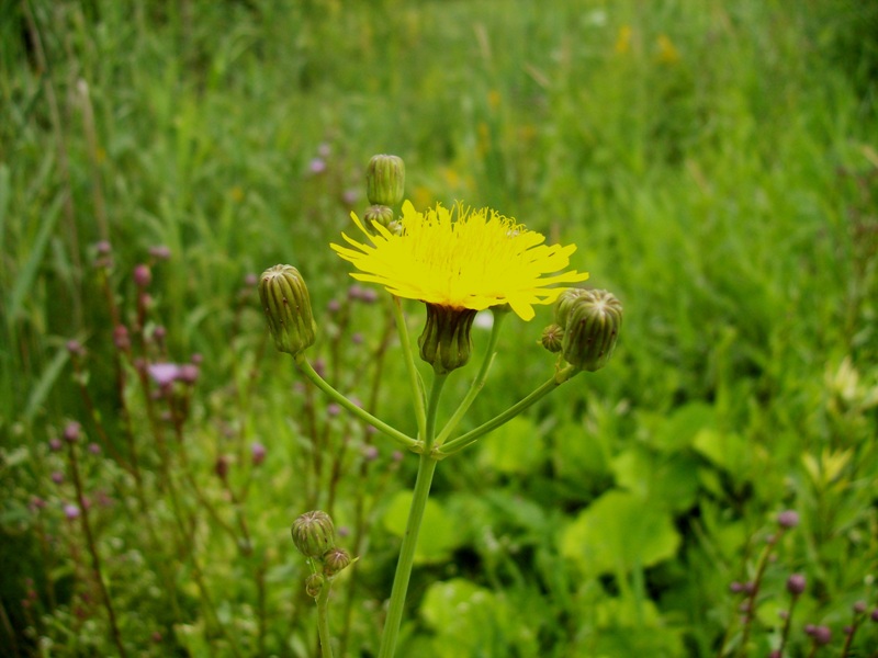 Изображение особи Sonchus arvensis ssp. uliginosus.