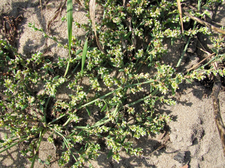 Image of Polygonum arenastrum specimen.