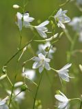 Anthericum ramosum