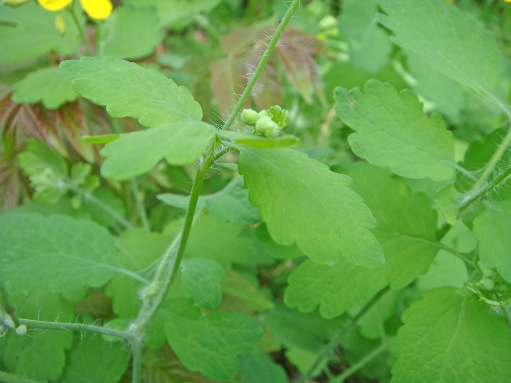 Изображение особи Chelidonium majus.