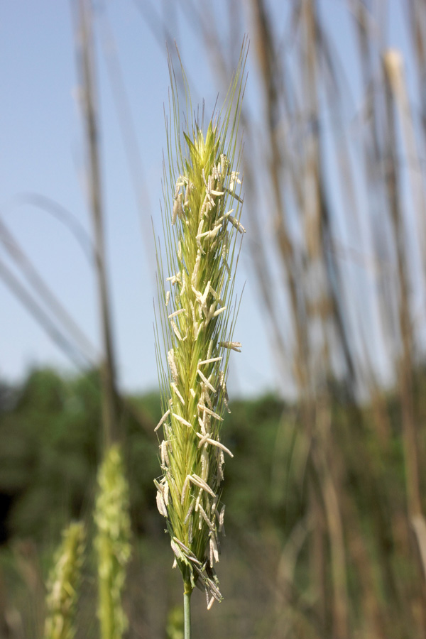 Image of Hordeum bulbosum specimen.