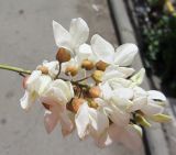 Смотреть изображение Robinia pseudoacacia