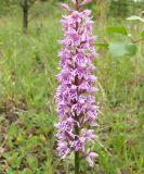 Dactylorhiza fuchsii. Соцветие. Якутия (Саха), окр. г. Алдан, Радиосопка. 21.06.2012.