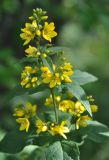 Lysimachia vulgaris. Верхушка побега с соцветиями. Московская обл., окр. г. Железнодорожный. 30.06.2012.