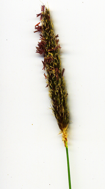 Image of Alopecurus pratensis specimen.