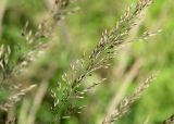 Calamagrostis arundinacea. Часть соплодия. Костромская обл., Судиславский р-н, окр. дер. Антипино, опушка смешанного леса. 15.07.2015.