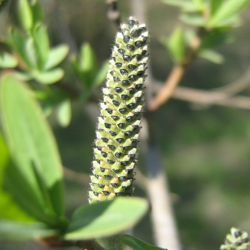 Image of Salix purpurea specimen.