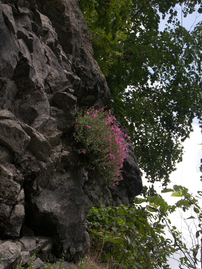 Image of Silene schafta specimen.