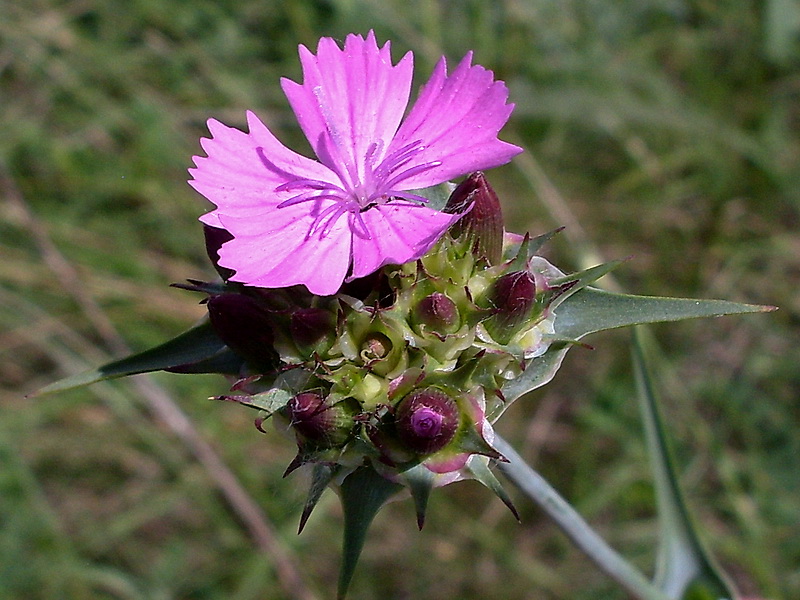 Image of Dianthus andrzejowskianus specimen.