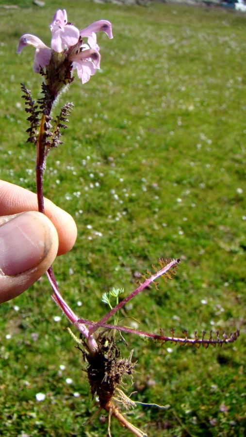 Image of Pedicularis crassirostris specimen.