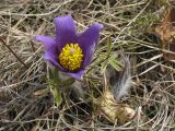 Pulsatilla patens. Цветок и распускающийся бутон между побегов Daphne cneorum. Украина, Львовская обл., остепнённый луговой склон. 4 апреля 2012 г.