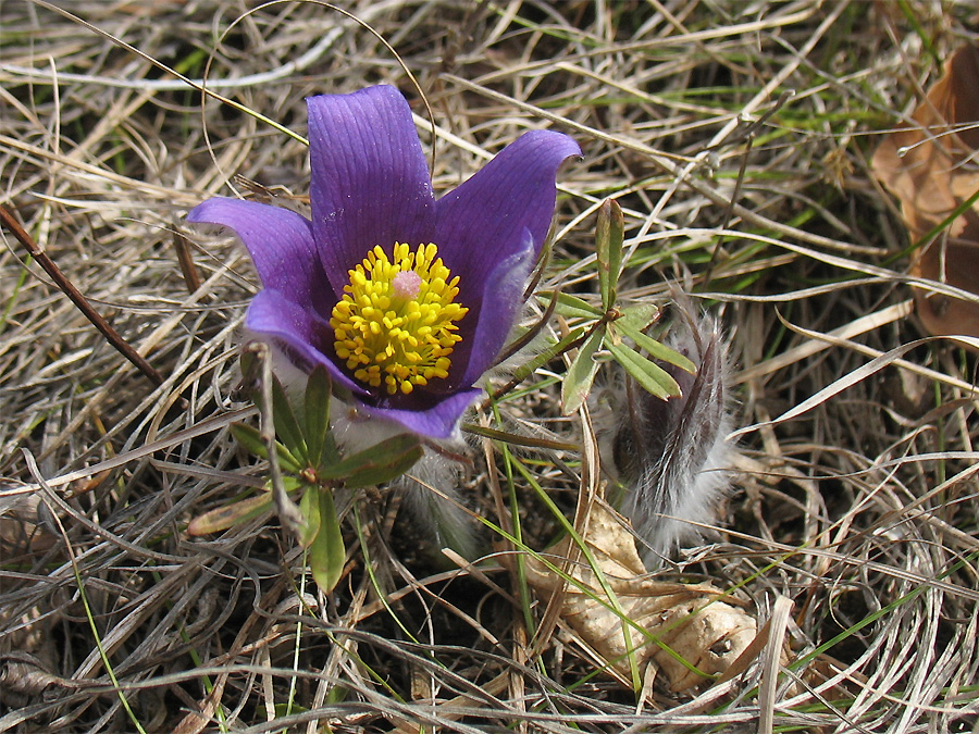 Изображение особи Pulsatilla patens.