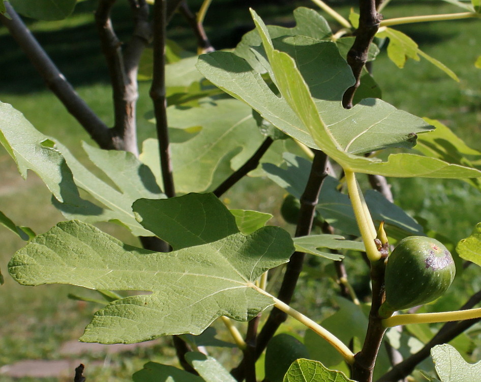 Image of Ficus carica specimen.