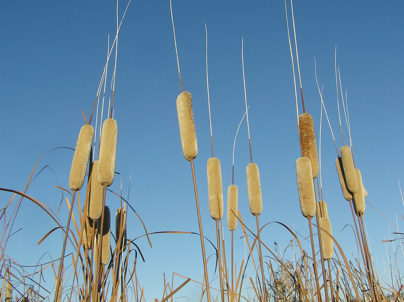 Image of Typha tichomirovii specimen.