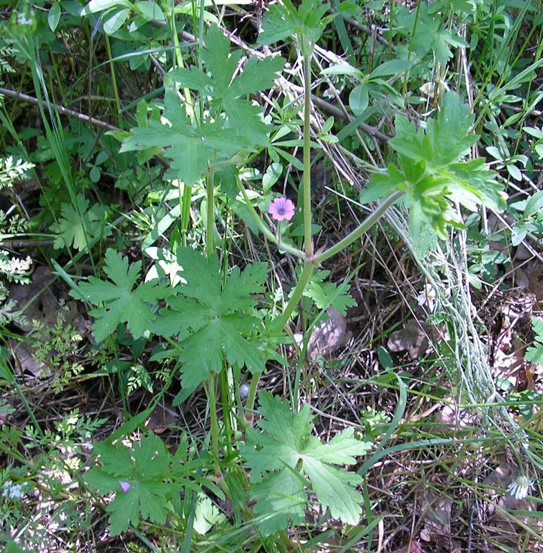 Изображение особи Geranium divaricatum.