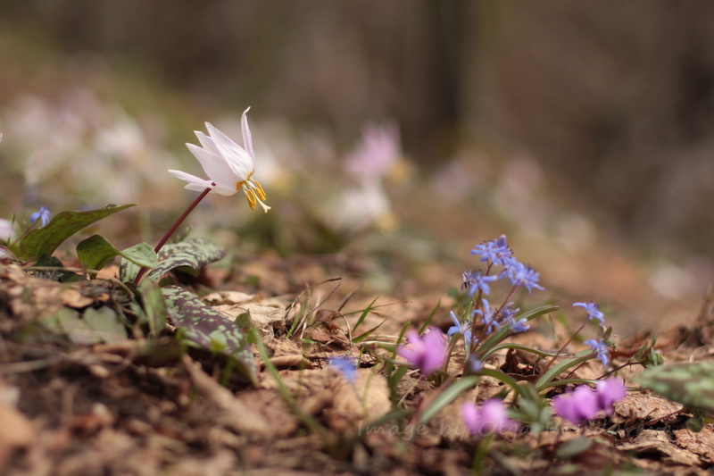 Image of Erythronium caucasicum specimen.