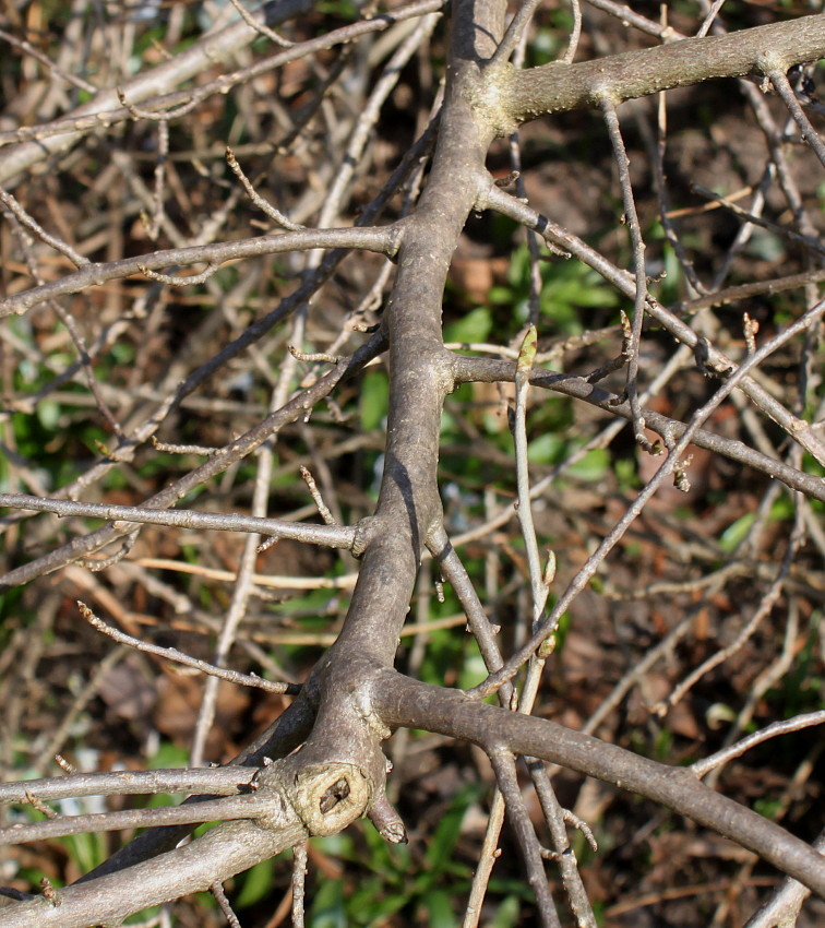 Image of Orixa japonica specimen.