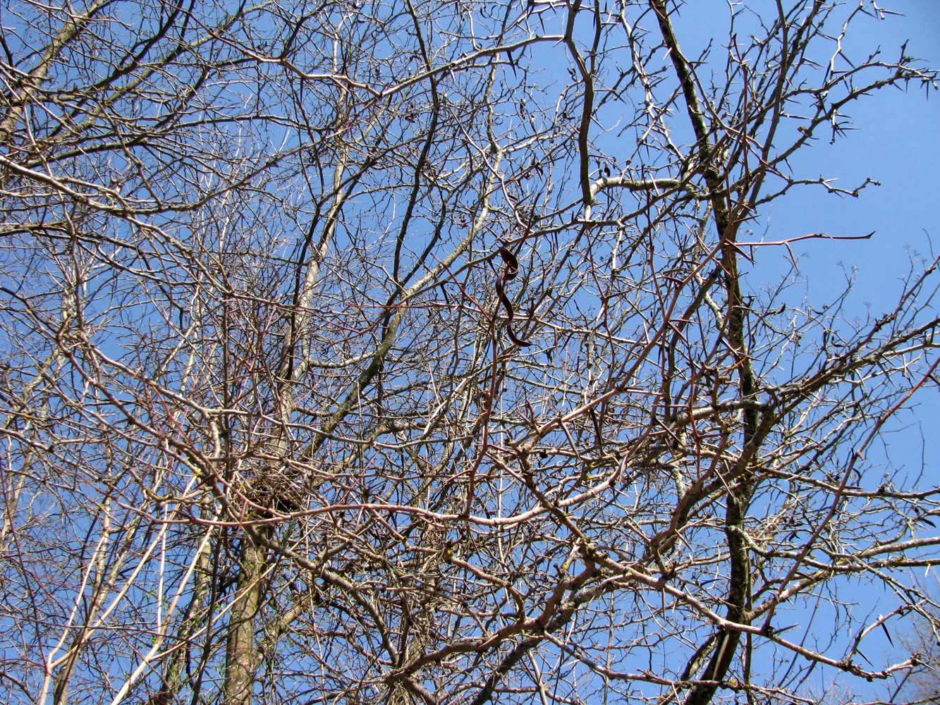 Image of Gleditsia triacanthos specimen.