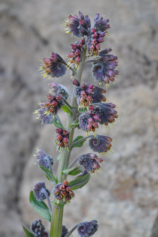 Изображение особи Solenanthus biebersteinii.