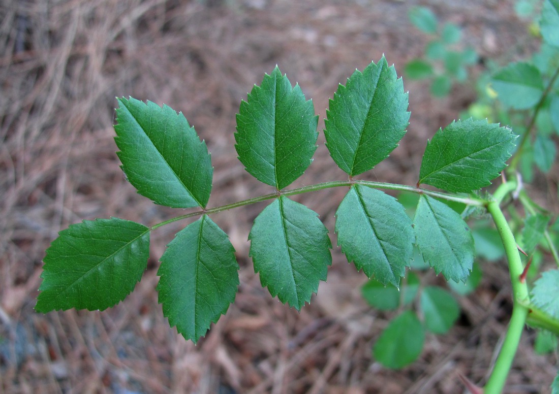 Image of genus Rosa specimen.