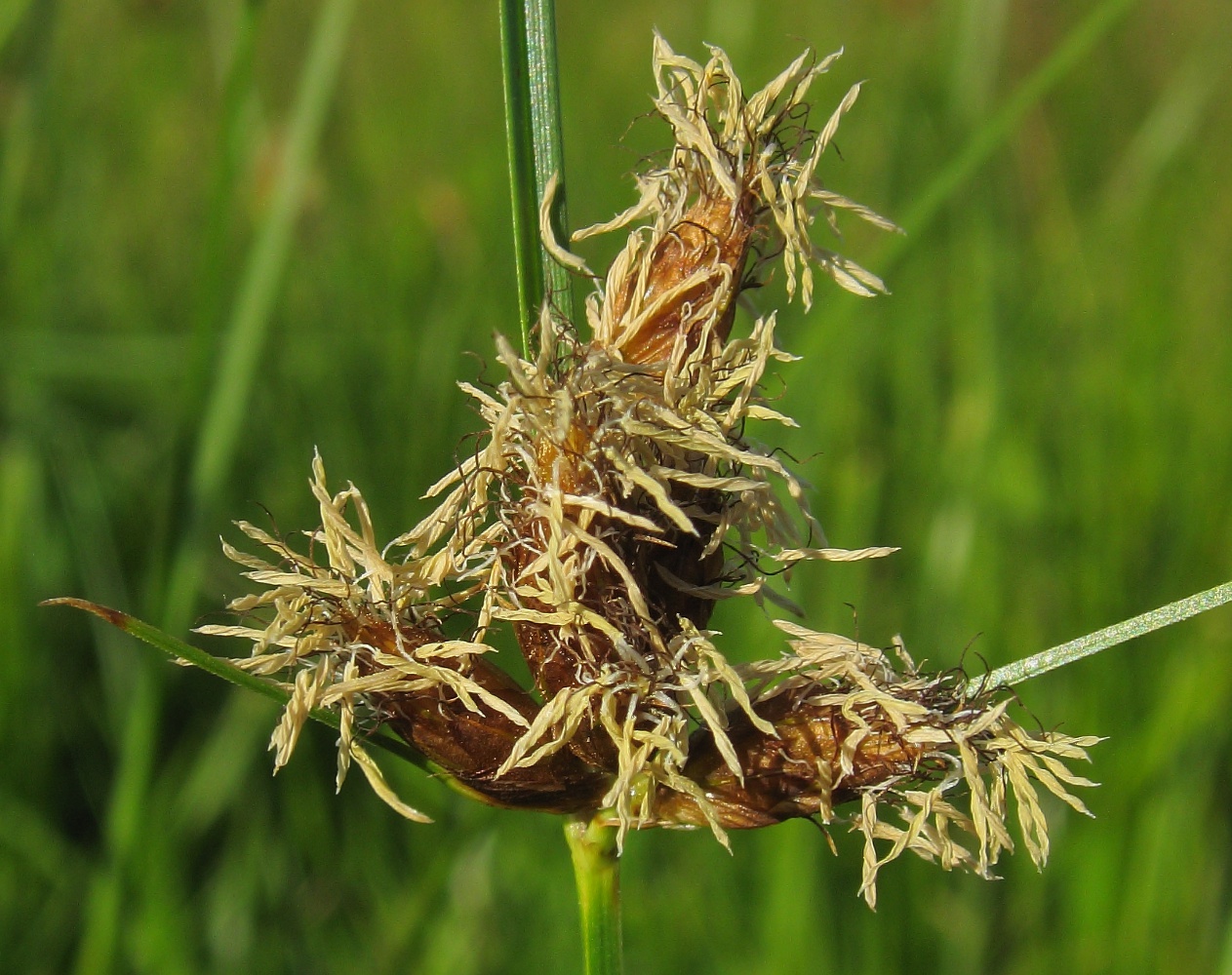 Image of genus Bolboschoenus specimen.