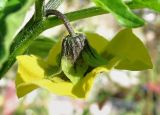 Physalis ixocarpa. Цветок. Архангельская обл., Холмогорский р-н, окр. пос. Усть-Пинега, свалка. 28.08.2013.