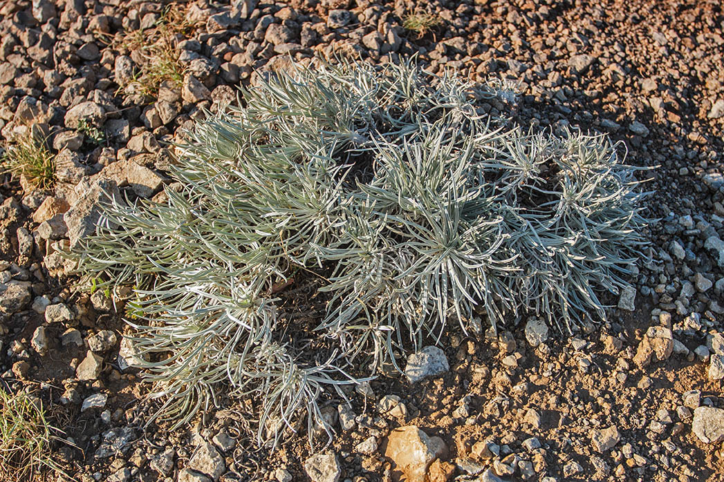 Image of Onosma polyphylla specimen.