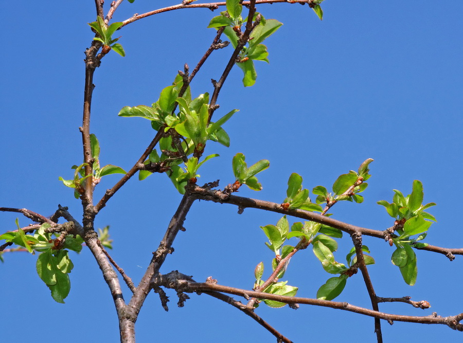 Изображение особи Malus toringo.