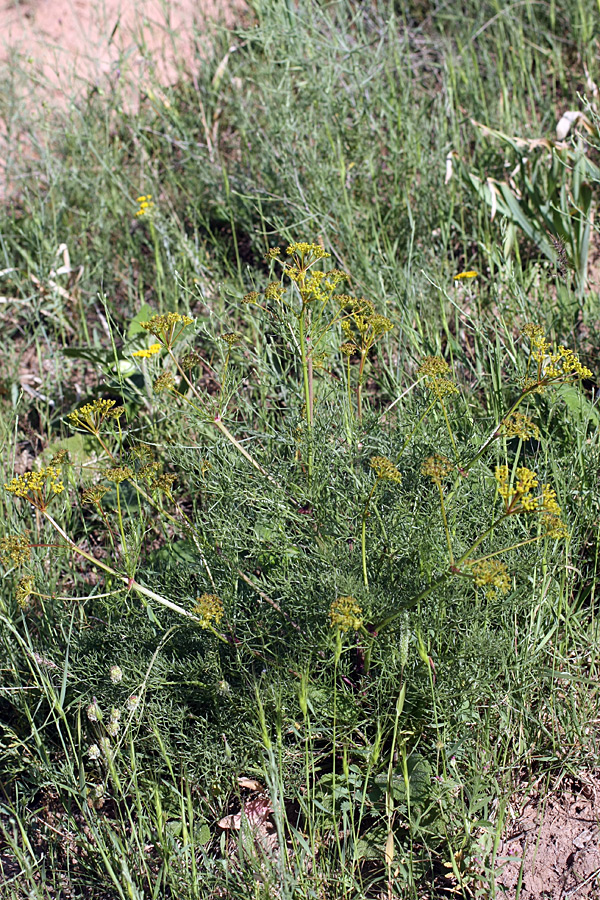 Image of Prangos ornata specimen.