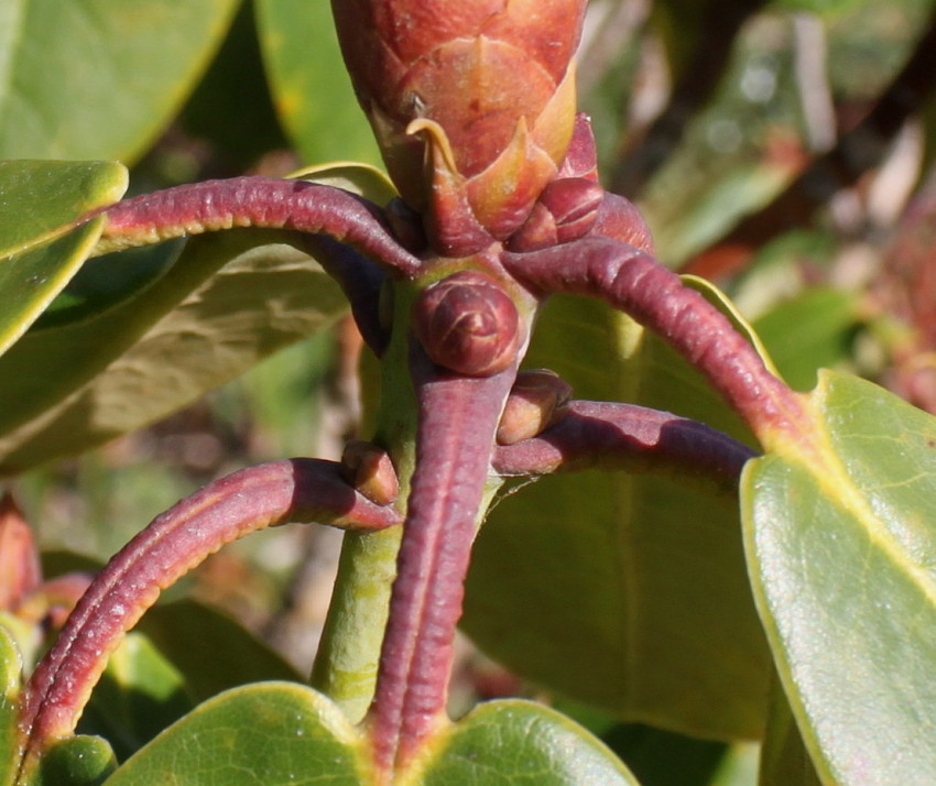 Изображение особи Rhododendron campanulatum.