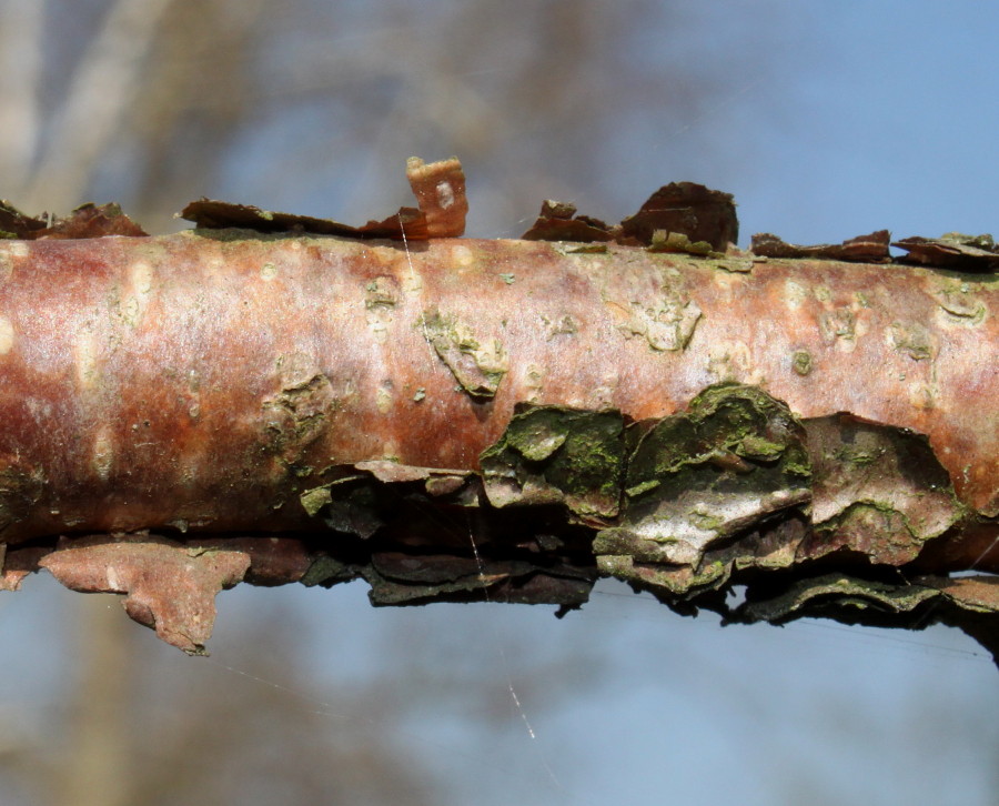 Изображение особи Betula dauurica.