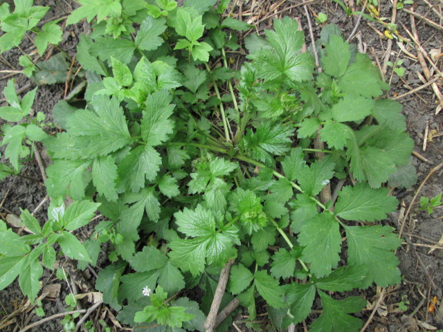 Image of Geum urbanum specimen.