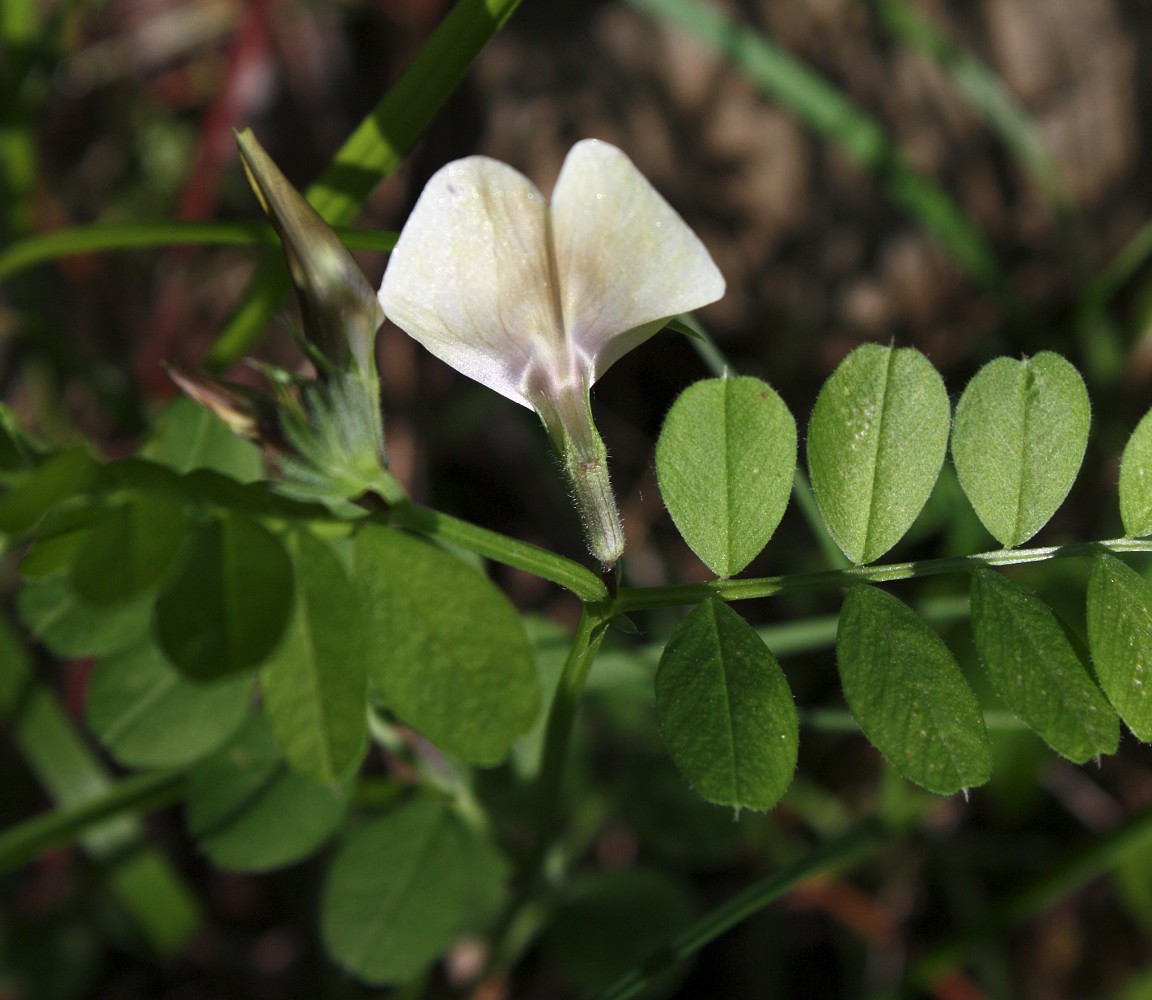 Image of Vicia grandiflora specimen.