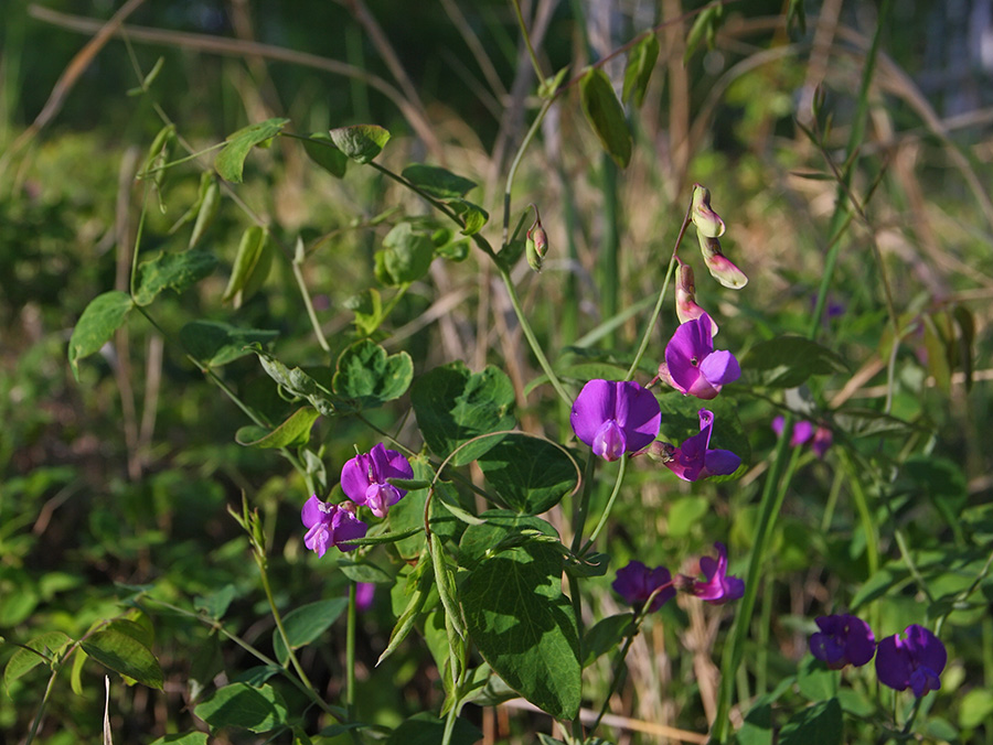 Image of Lathyrus humilis specimen.