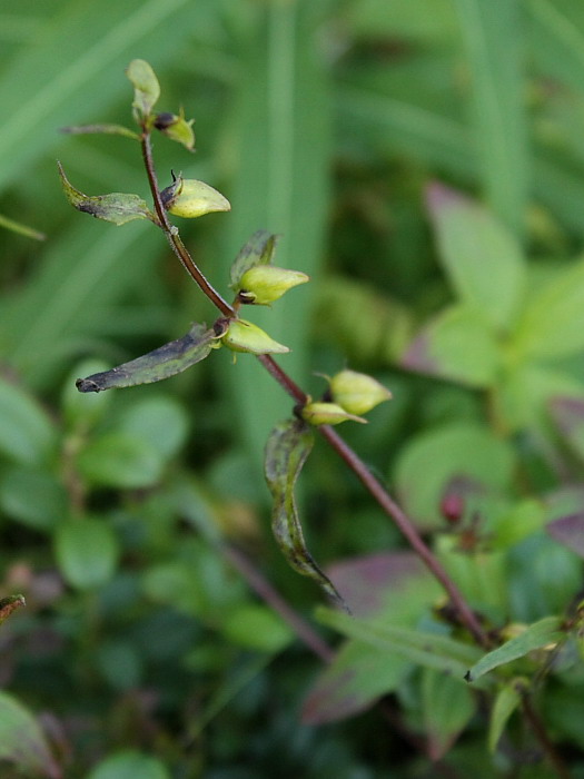 Изображение особи Melampyrum pratense.