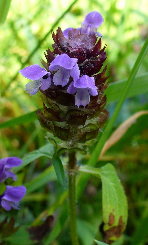 Изображение особи Prunella vulgaris.