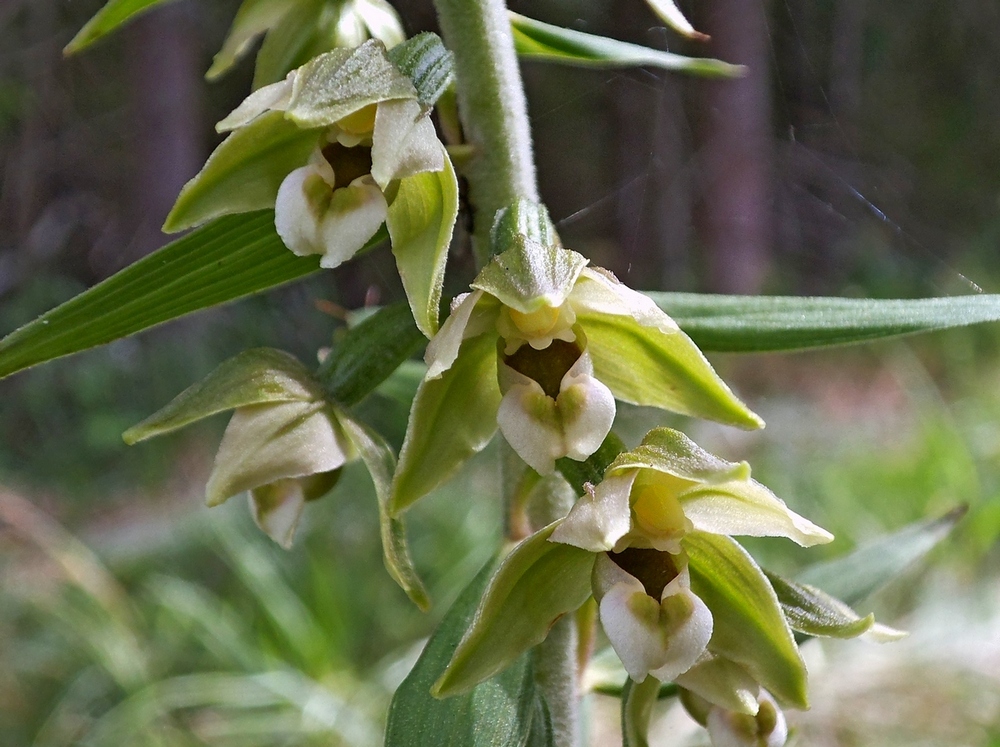 Изображение особи Epipactis helleborine.