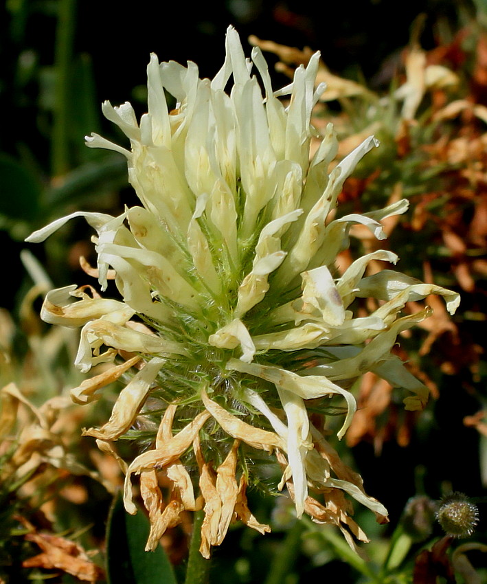 Изображение особи Trifolium ochroleucon.