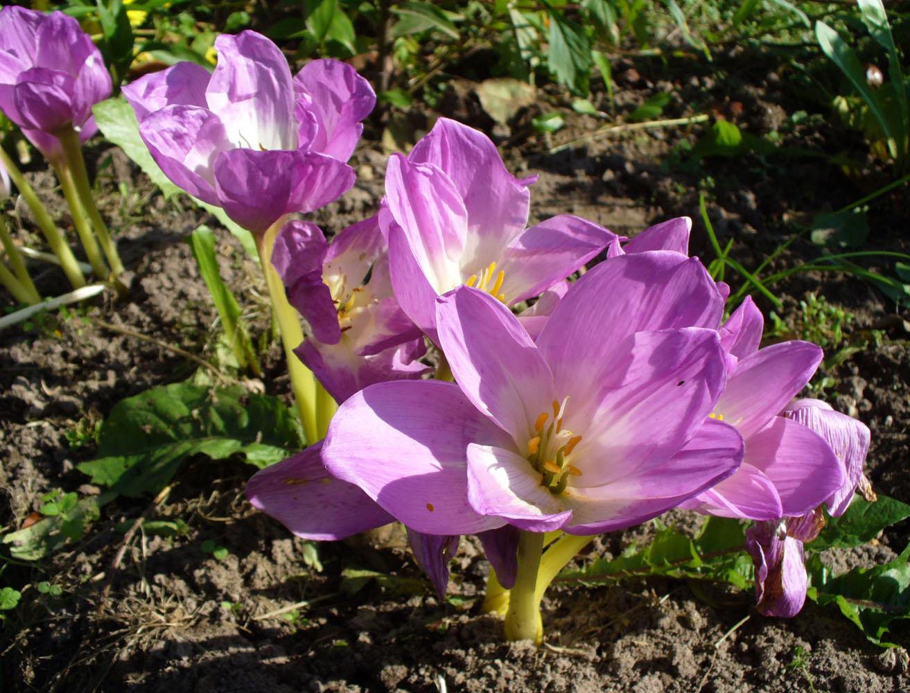 Image of Colchicum speciosum specimen.