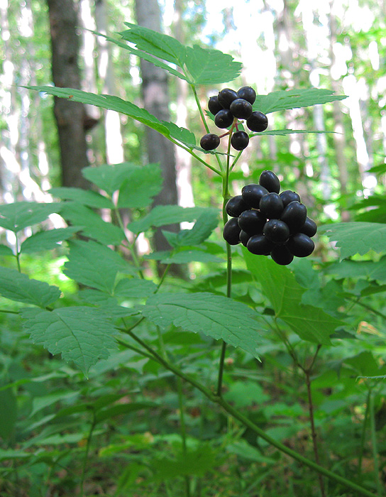 Image of Actaea spicata specimen.