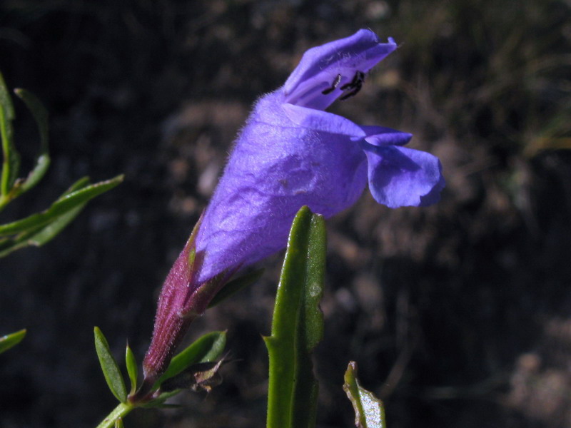 Image of Dracocephalum peregrinum specimen.