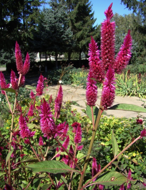 Image of Celosia argentea specimen.