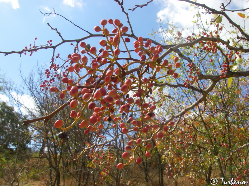 Image of Pistacia mutica specimen.