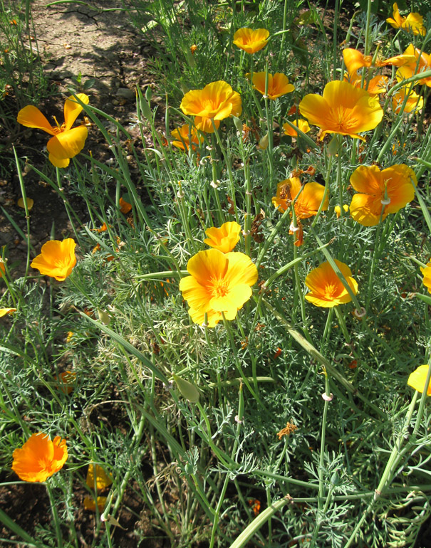 Изображение особи Eschscholzia californica.