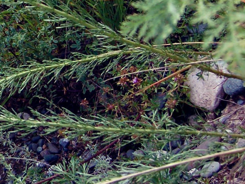 Image of Veronica pinnata specimen.