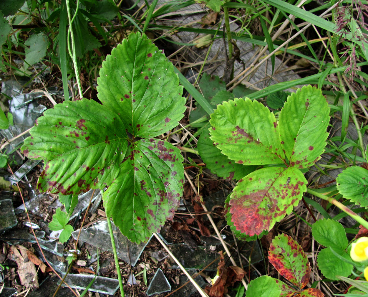 Image of Fragaria &times; ananassa specimen.