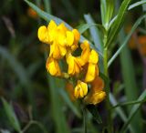 Lathyrus pratensis