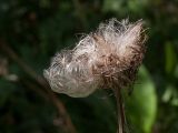 Cirsium heterophyllum. Соплодие с осыпающимися плодами. Ленинградская обл., Всеволожский р-н, окр. пос. Медовое, сырой мелколиственный лес. 24.08.2015.