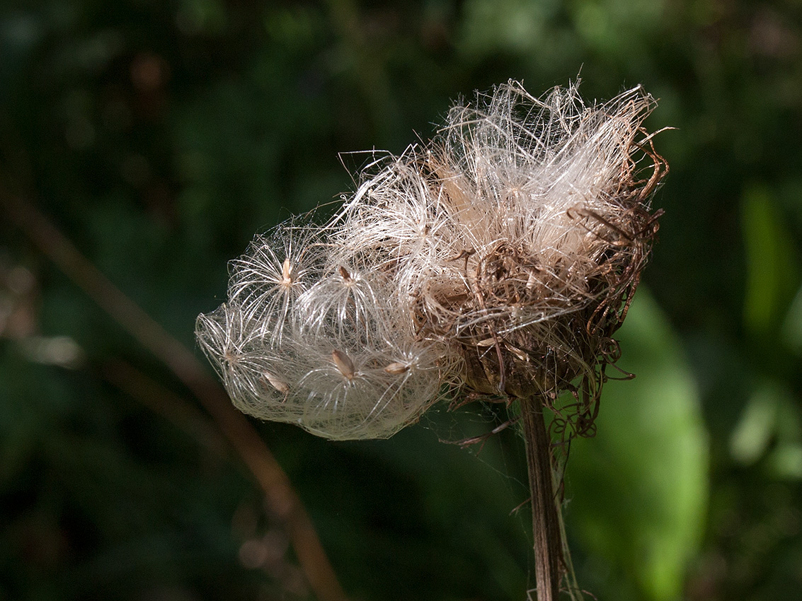 Image of Cirsium heterophyllum specimen.